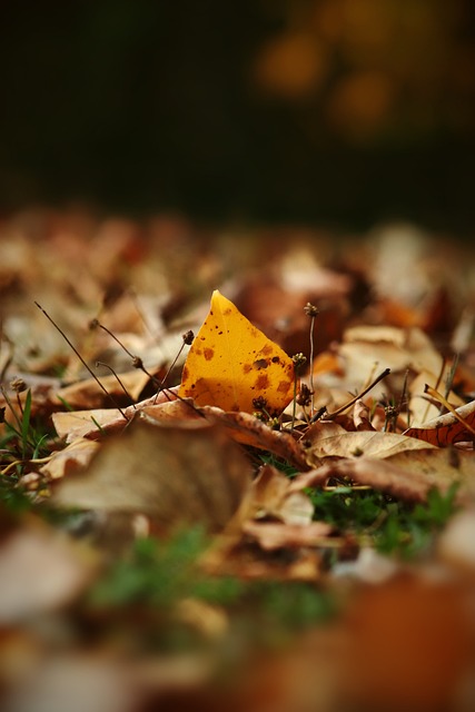 的赛事安排 的赛事安排