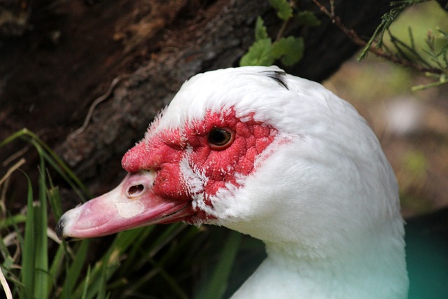 对于年轻球 对于年轻球