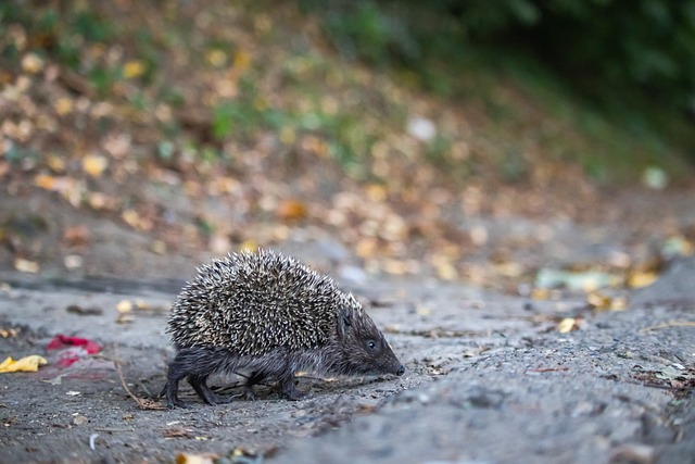 单的活动来 单的活动来